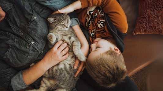 A sweet cat lying in the arms of a family and sleeping and a little boy stroking her and being happy
