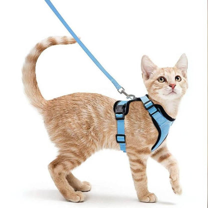 Orange cat running to the right with the blue PurrFlex Reflective Leash