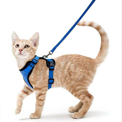 Orange cat running to the left with the blue PurrFlex Reflective Leash