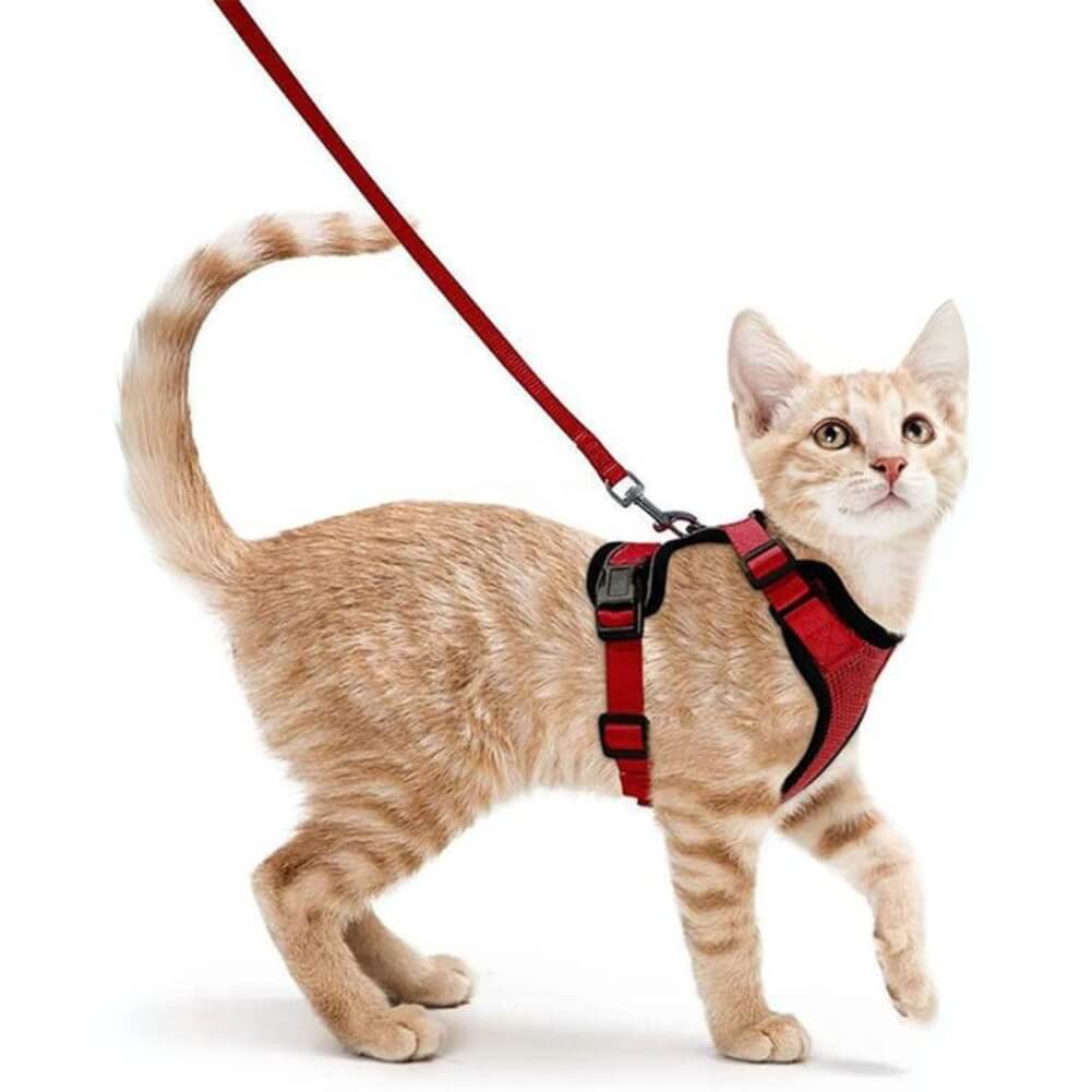 Orange cat running to the right with the red PurrFlex Reflective Leash