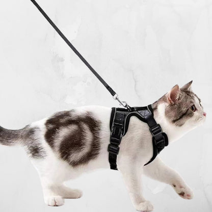 White-gray cat running to the right with the black PurrFlex Reflective Leash